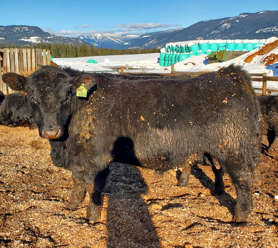 BC Livestock Sale Image