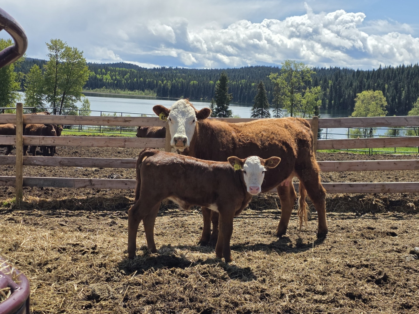 BC Livestock Sale Image
