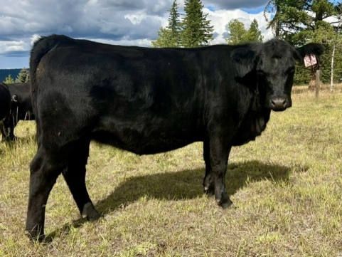 BC Livestock Sale Image
