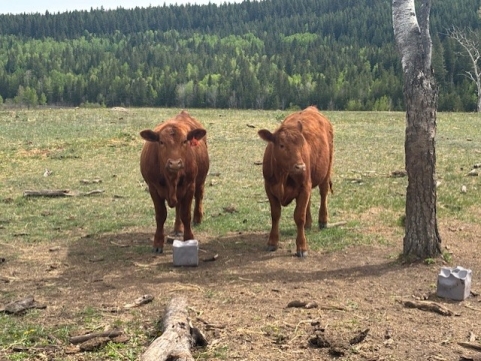 BC Livestock Sale Image