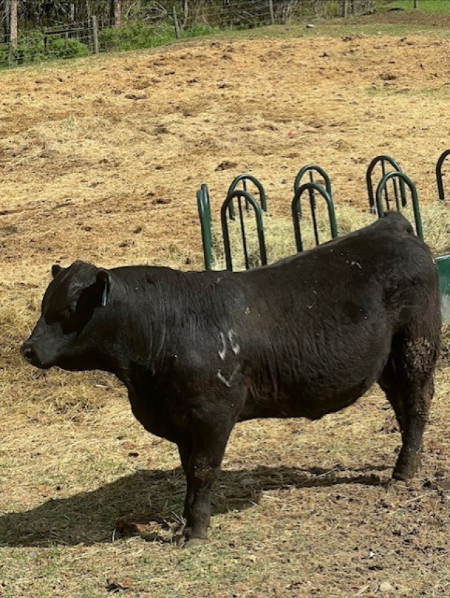 BC Livestock Sale Image