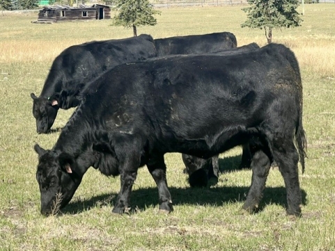 BC Livestock Sale Image