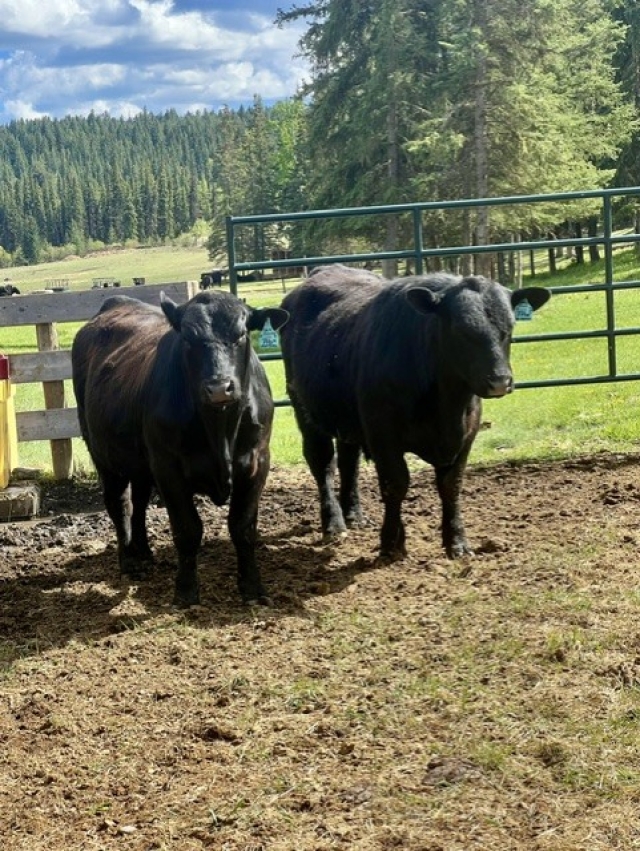BC Livestock Sale Image