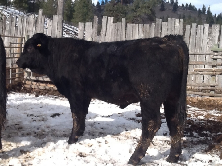 BC Livestock Sale Image