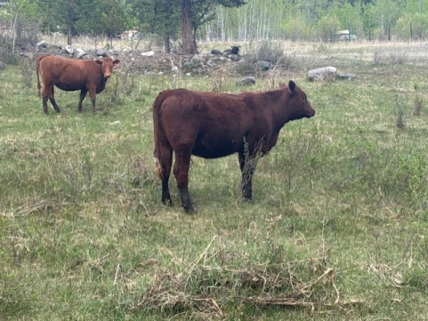 BC Livestock Sale Image