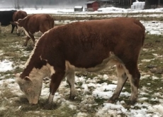 BC Livestock Sale Image