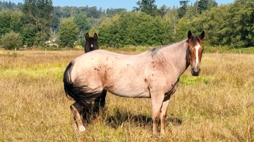 BC Livestock Sale Image