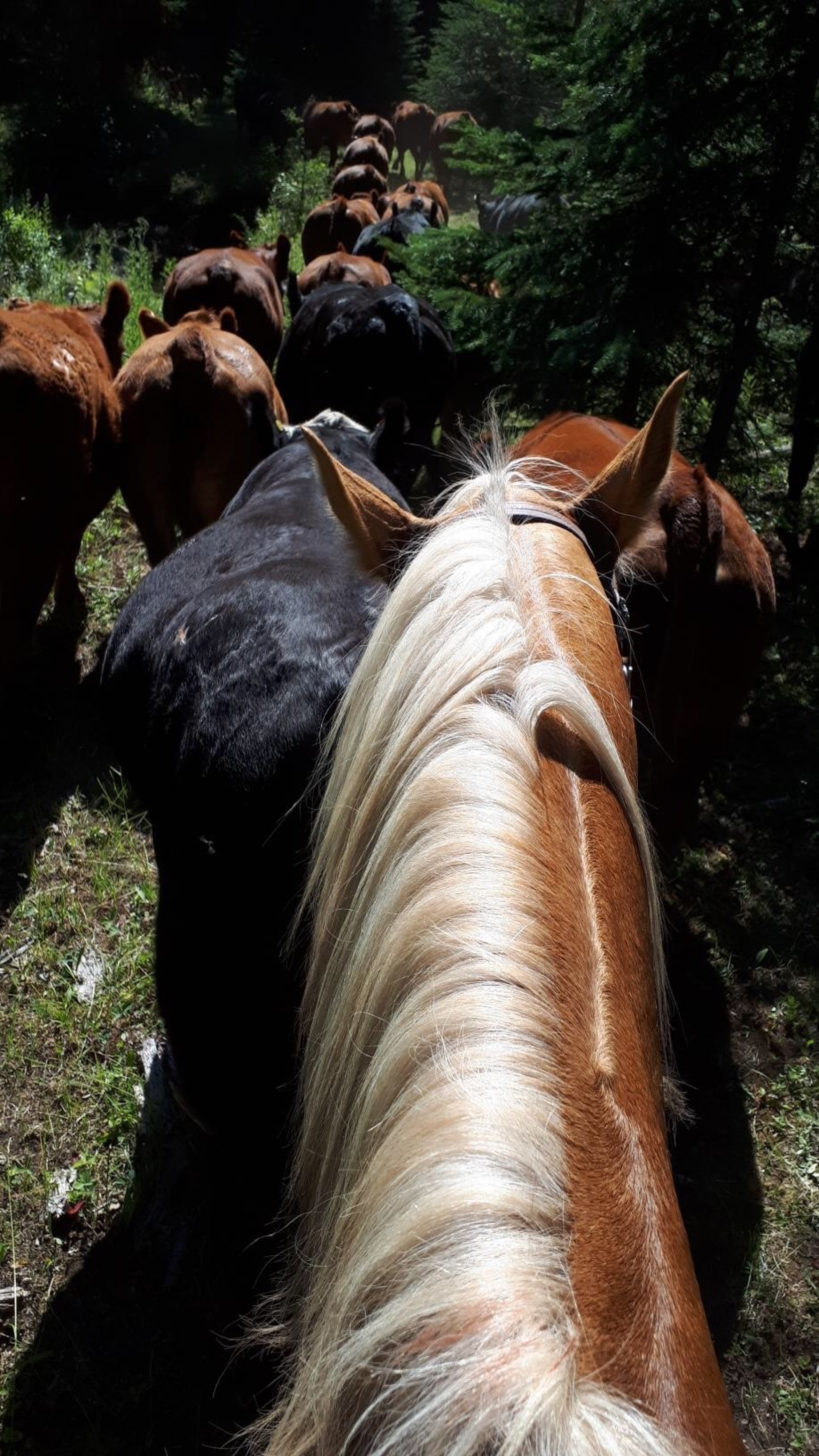 BC Livestock Sale Image