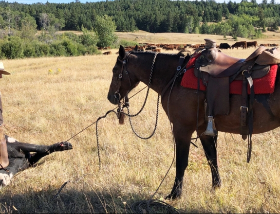 BC Livestock Sale Image