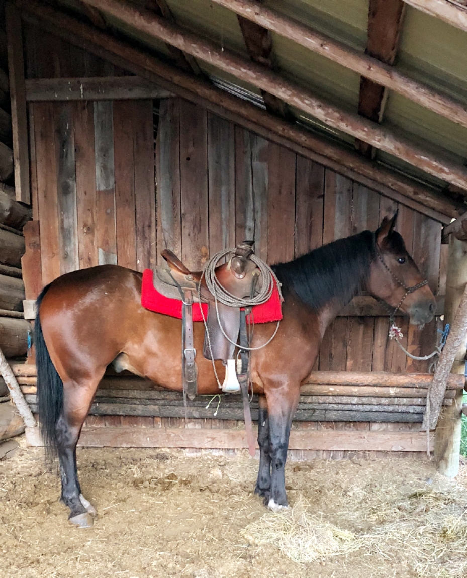 BC Livestock Sale Image