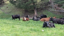 BC Livestock Sale Image
