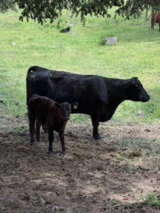 BC Livestock Sale Image