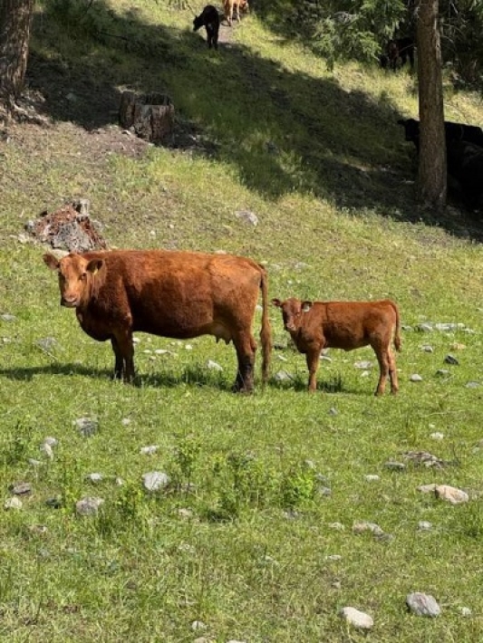 BC Livestock Sale Image