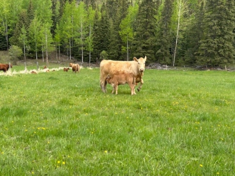 BC Livestock Sale Image