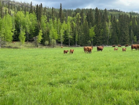 BC Livestock Sale Image