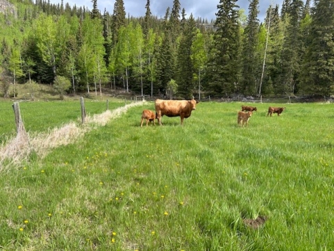 BC Livestock Sale Image