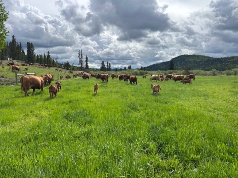 BC Livestock Sale Image