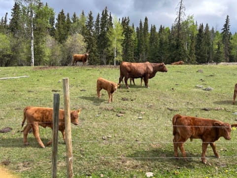 BC Livestock Sale Image