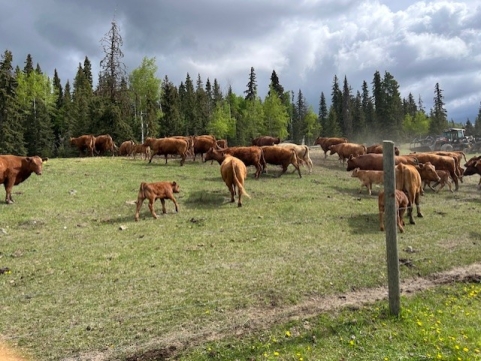 BC Livestock Sale Image