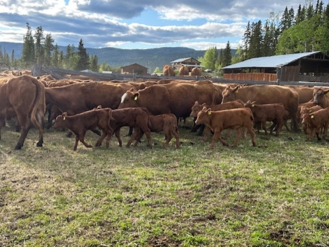 BC Livestock Sale Image