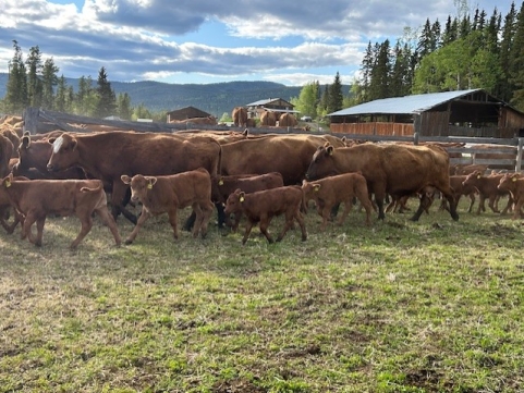 BC Livestock Sale Image