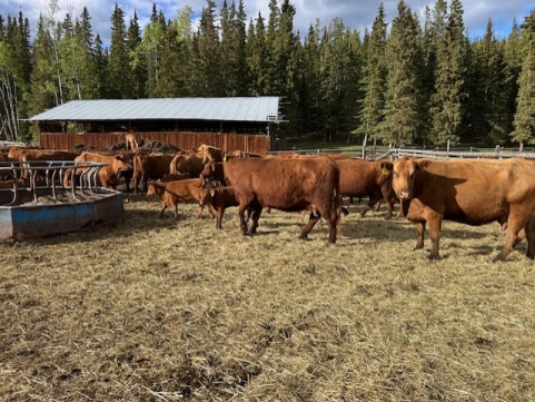 BC Livestock Sale Image