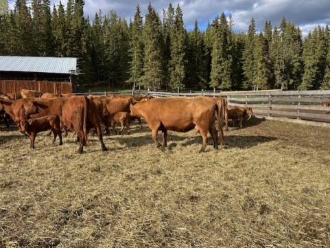 BC Livestock Sale Image