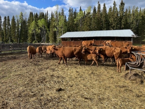 BC Livestock Sale Image