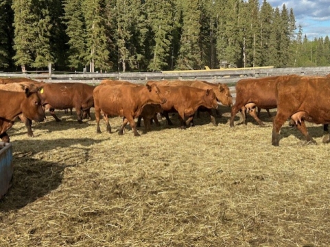 BC Livestock Sale Image