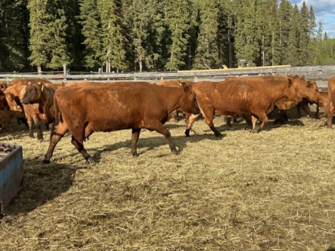 BC Livestock Sale Image